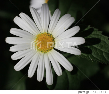 マーガレット 5199424