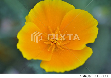 ハナビシソウ ハナビシソウ 5199434