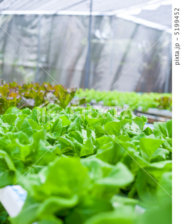 サラダ菜 5199452