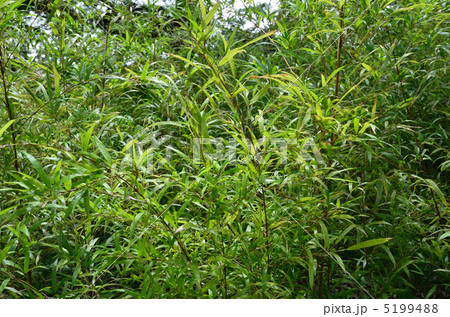 樹木・寒竹 イネ科 樹木・寒竹 イネ科 5199488