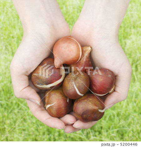 球根を持つ両手 球根を持つ両手 5200446