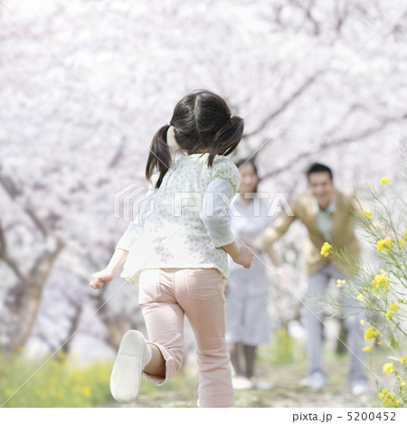 桜並木と両親に駆け寄る女の子の後ろ姿の写真素材