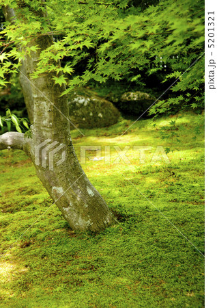 苔ともみじ 5201321