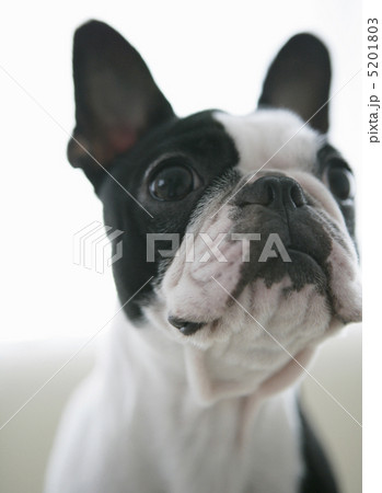 白黒の犬の写真素材