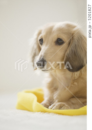 犬 5201827
