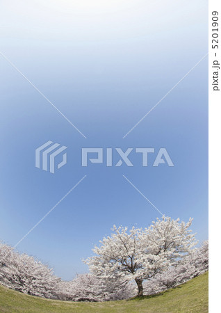桜と青空 桜と青空 5201909