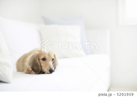 ソファで寝そべる犬 ソファで寝そべる犬 5201939