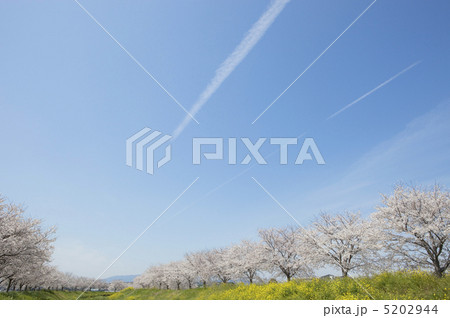 桜と青空 5202944