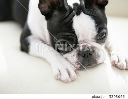 白黒の犬の写真素材