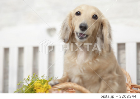 犬 5203544