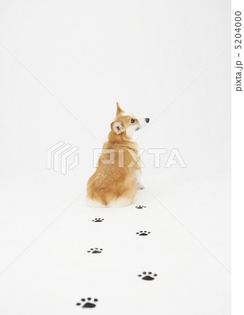 足跡をつけた犬 5204000
