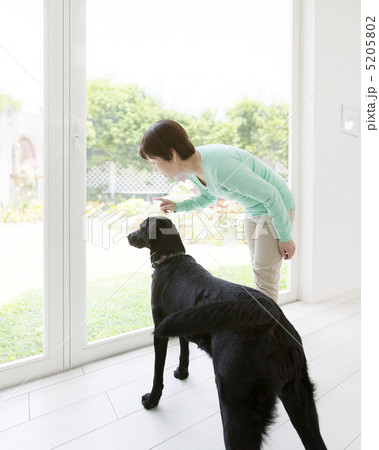 窓から庭を見る女性とラブラドールレトリバー 5205802