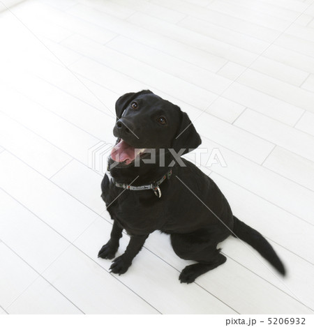 口を開けて見上げるゴールデンレトリバー 5206932