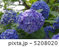 紫陽花　あじさい　アジサイ 5208020