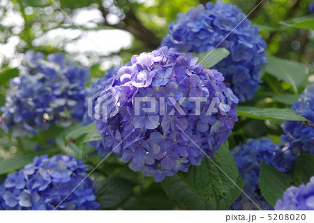 紫陽花 あじさい アジサイ 紫陽花 あじさい アジサイ 5208020