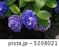 紫陽花　あじさい　アジサイ 5208021