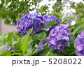 紫陽花　あじさい　アジサイ 5208022