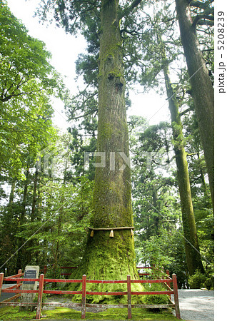 箱根神社の矢立のスギ 5208239