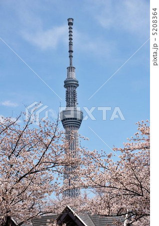 桜とスカイツリ－のコラボ 5208364