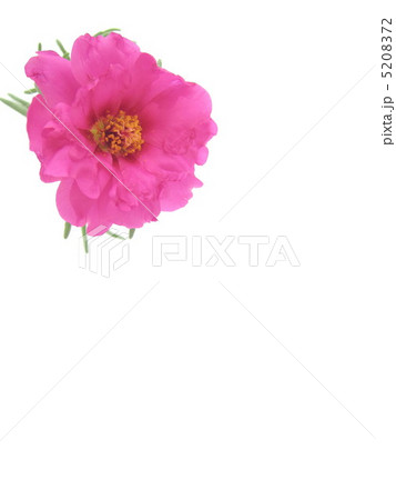 松葉牡丹　 5208372