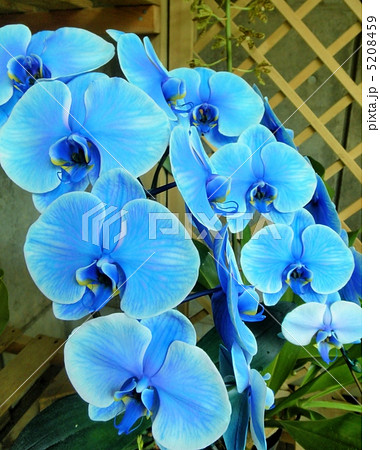 胡蝶蘭 コチョウラン ブルーエレガンス 花言葉 永遠の幸福 Moth Orchid Blueの写真素材