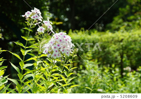 7月　宿根フロックス・ハナシノブ科11 5208609