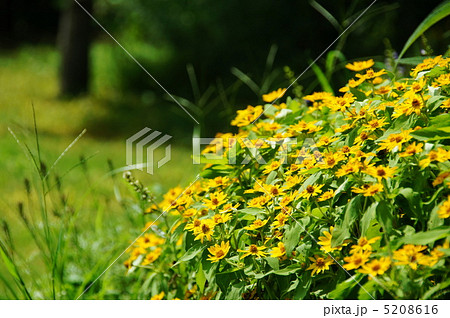 7月 メランポディウム・キク科10 7月 メランポディウム・キク科10 5208616