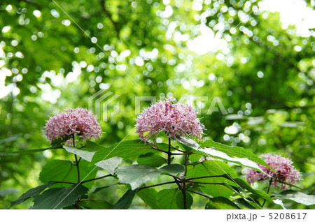 7月 ボタンクサギ・クマツヅラ科09 7月 ボタンクサギ・クマツヅラ科09 5208617