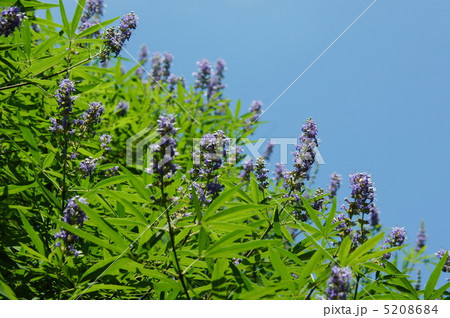 7月 セイヨウニンジンボク・クマツヅラ科08 7月 セイヨウニンジンボク・クマツヅラ科08 5208684