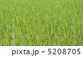 夏の太陽に向かって元気にのびる力強い稲 5208705