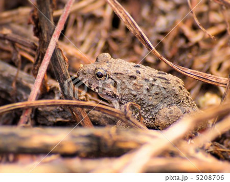物陰に潜むツチガエル(クローズアップ） 5208706