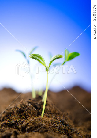 Green seedlings in new life concept Green seedlings in new life concept 5209776