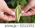 手にエンドウ豆ポッド 5211352
