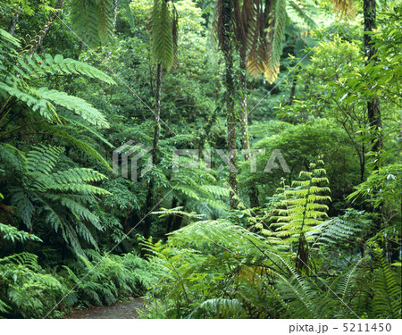 金作原原生林 5211450