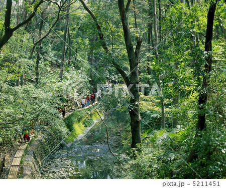 等々力渓谷 5211451