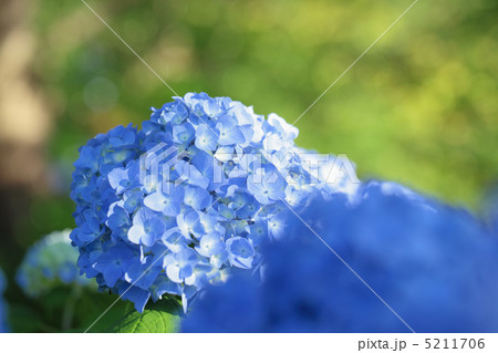 紫陽花 5211706