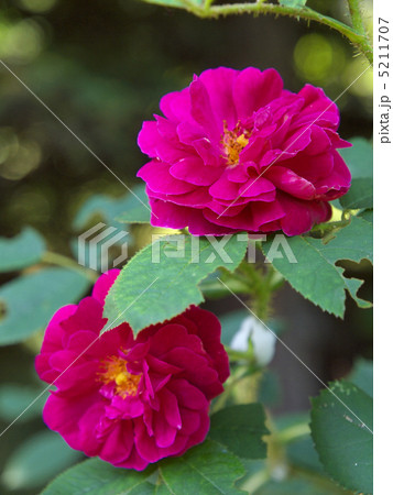 アンリ・マルタン 5211707