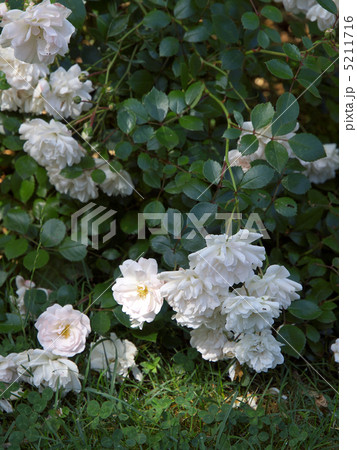 シー・フォーム 5211716