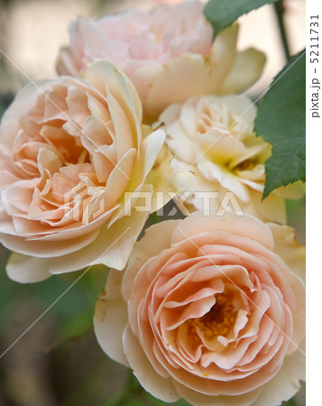 スイート・ジュリエット スイート・ジュリエット 5211731