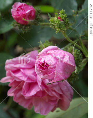 シャポー・ドゥ・ナポレオン 5211732