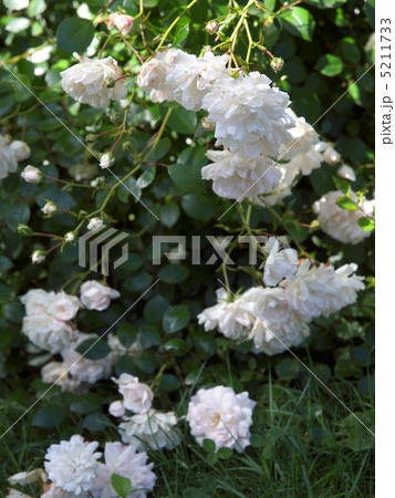 シー・フォーム シー・フォーム 5211733