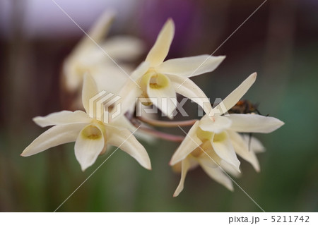 セッコク セッコク 5211742