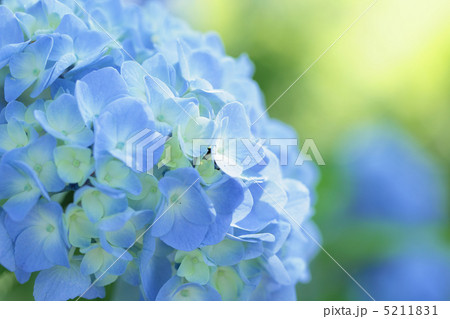 水色の紫陽花 5211831