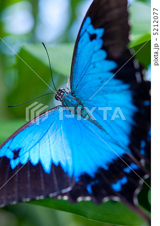 幸福の蝶の写真素材 [5212077] - PIXTA