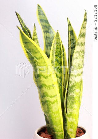 観葉植物 サンセベリア 5212168