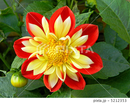 ダリア ダリア 5212353
