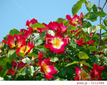 赤い花と青空 5212466