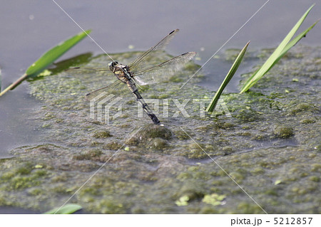 シオカラトンボの産卵 シオカラトンボの産卵 5212857