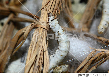 富岡製糸場の蚕 富岡製糸場の蚕 5213033
