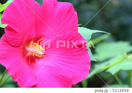 黄色のおしべが美しい芙蓉の花 5213059